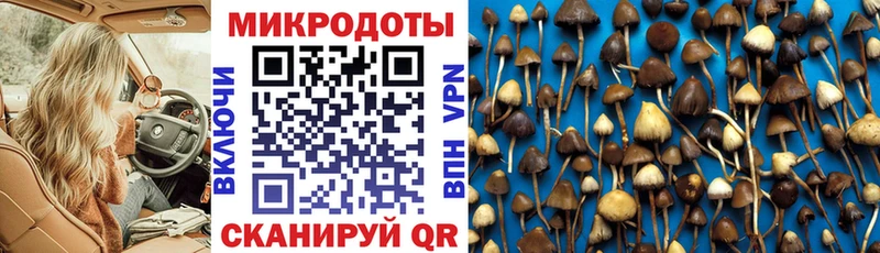 Псилоцибиновые грибы прущие грибы Сегежа
